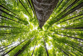 四合茗苑中式施工栏目提供四合院施工现场、家装施工现场、会所施工现场，以及大量施工现场图片供大家欣赏与参考。中式施工，我们最专业。